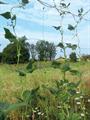 RETE PER RAMPICANTI 1.50 X 10